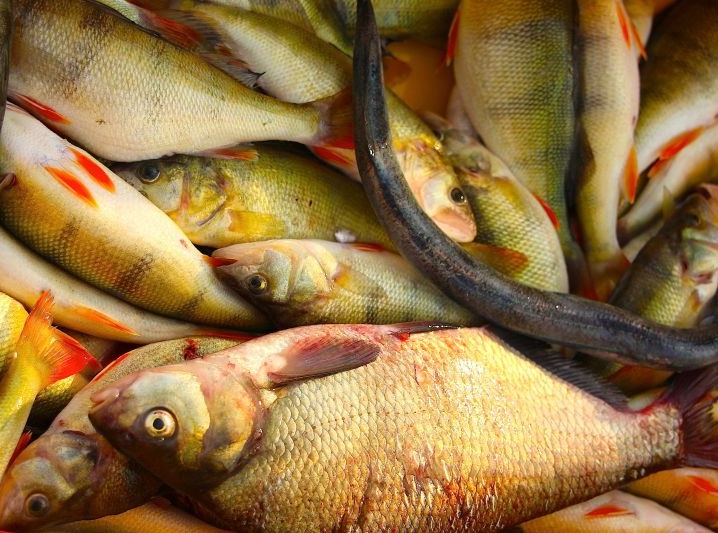 Gospodarstwo Rybackie DębkiOkonie i leszcze :)