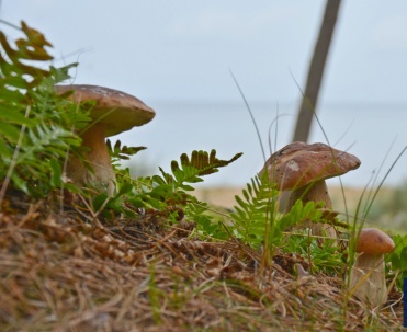 Dębki - okoliczne lasy obfitują w r&oacute;żne gatunki grzyb&oacute;w