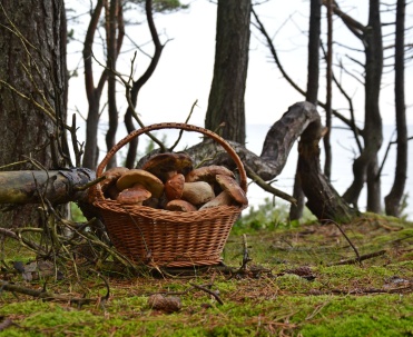Dębki jesienią - kt&oacute;rtki spacer i pełen kosz grzyb&oacute;w