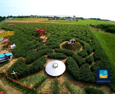 Labirynt w polu kukurydzy w Swarzewie to doskonała atrakcja dla ludzi w każdym wieku.